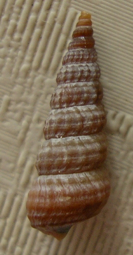 Pirenella conica